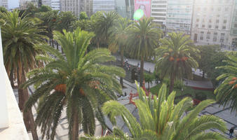 A Coruña, building, day, elevated, Galicia, palm, Phoenix dactylifera, Spain, summer, sunlight, sunny