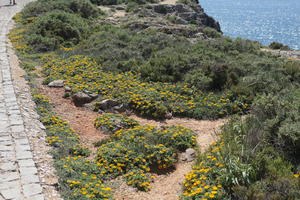 close-up, day, eye level view, Faro, Faro, flower, flower field, greenery, looking down, open space, path, Portugal, rockery, rocks, sand, seascape, shrub, summer, sunlight, sunny, vegetation, waterfront