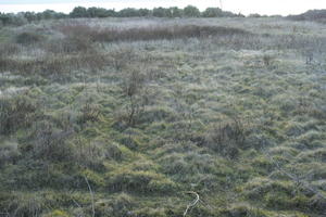 ambient light, Croatia, eye level view, grass, grassland, natural light, Nin, shrub, winter, Zadarska