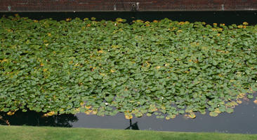 above, day, diffuse, diffused light, England, London, pond, summer, The United Kingdom, water lily