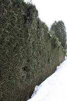 ambient light, day, diffuse, diffused light, eye level view, France, hedge, overcast, Rhone-Alpes, snow, winter