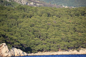 coastline, Croatia, day, eye level view, Makarska, mountain, seascape, Splitsko-Dalmatinska, summer, tree, vegetation, woodland