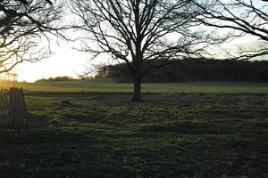 dusk, England, eye level view, grass, London, park, sunny, The United Kingdom, tree