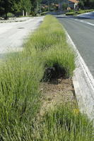 bush, Croatia, day, direct sunlight, eye level view, lavander, shrub, spring, sunny