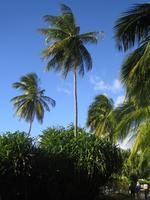 Barbados, below, day, garden, palm, plant, tropical, vegetation