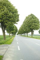 broad-leaf tree, broad-leaved tree, day, deciduous, eye level view, France, natural light, road, spring, tree