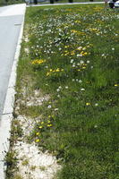 above, Croatia, day, grass, grassland, kerb, spring, sunny