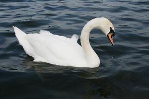 bird, day, diffuse, diffused light, England, eye level view, lake, London, natural light, park, summer, swan, The United Kingdom