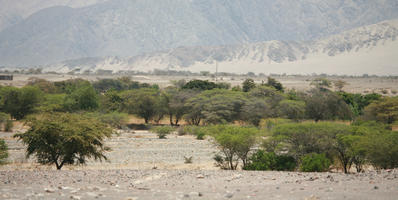 bush, day, desert, evergreen, eye level view, Peru, shrub, summer, sunny