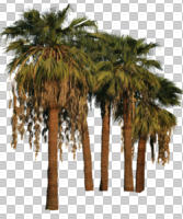 cutout, cutout plants, cutout trees, day, dusk, eye level view, palm, sunny, Washingtonia robusta