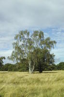 autumn, birch, bright, day, England, eye level view, grass, London, park, The United Kingdom, vegetation