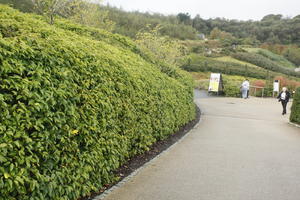 autumn, bush, day, diffuse, diffused light, Eden Project, England, eye level view, garden, hedge, path, shrub, The United Kingdom