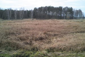 ambient light, countryside, day, eye level view, grass, long grass, marsh, overcast, Poland, Wielkopolskie, winter, Wolsztyn