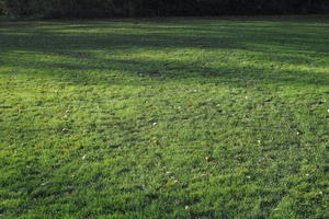 autumn, day, England, eye level view, grass, leaves, London, park, sunny, The United Kingdom