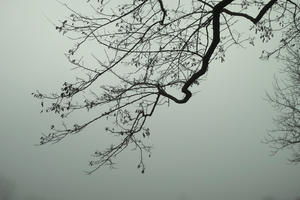 ambient light, below, branch, day, deciduous, diffuse, diffused light, England, fog, London, natural light, park, The United Kingdom, tree, winter