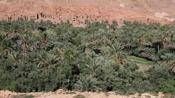 day, desert, direct sunlight, elevated, greenery, landscape, Morocco, natural light, Ouarzazate, outdoors, palm, park, sunlight, sunny, sunshine, tree