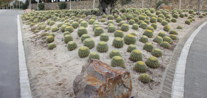 autumn, Barcelona, cactus, Cataluña, day, eye level view, Spain, succulent plant, sunny