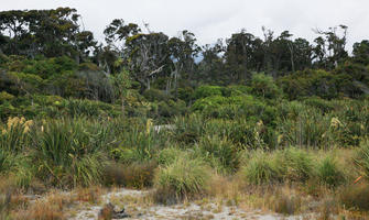 day, diffuse, diffused light, eye level view, forest, natural light, New Zealand, overcast, reed, summer, tropical, vegetation, West Coast