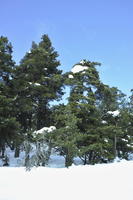 coniferous, day, evergreen, eye level view, France, Greolieres, Provence Alpes Cote D