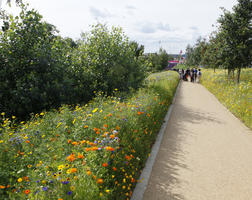 day, England, eye level view, flower, flowering, London, path, shrub, summer, sunny, The United Kingdom