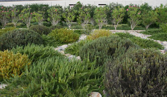 autumn, bush, day, diffuse, diffused light, eye level view, flowered bush, garden, Malta, natural light, shrub