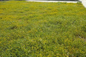 Croatia, day, eye level view, field, flower field, garden, grass, long grass, spring, sunny, vegetation, Zadar, Zadarska