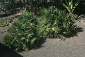 above, autumn, bush, Canarias, day, Las Palmas, palm, plant, Spain, sunny, tropical