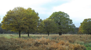 afternoon, autumn, cloudy, day, deciduous, England, eye level view, long grass, park, The United Kingdom, tree, vegetation, Wimbledon