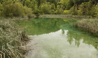 Croatia, day, diffuse, diffused light, eye level view, Karlovacka, lake, natural light, reed, summer, woodland