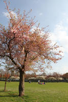 blooming, blossom, day, deciduous, England, eye level view, London, park, spring, sunny, The United Kingdom, tree