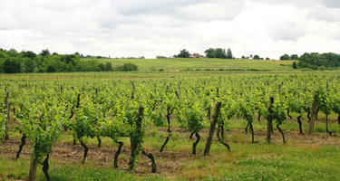 crop, day, eye level view, field, France, natural light, plant, summer, vine