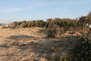 autumn, bush, day, desert, direct sunlight, Essaouira, eye level view, Morocco, natural light, sunlight, sunny, sunshine, vegetation