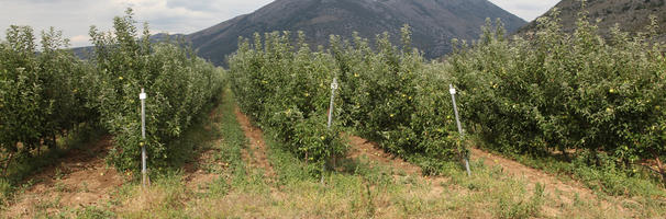 agriculture, autumn, Croatia, day, diffuse, diffused light, eye level view, field, fruit, tree, young