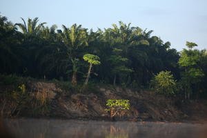 afternoon, Brunei, day, eye level view, forest, river, summer, sunny, treeline, tropical