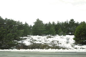 coniferous, day, diffuse, diffused light, evergreen, eye level view, France, Greolieres, Provence Alpes Cote D