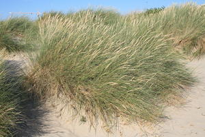 beach, Belgium, day, dunes, eye level view, grass, summer, sunny