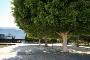 Alicante, day, eye level view, pavement, Spain, sunny, tree, Valenciana