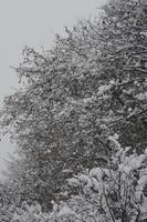 ambient light, below, day, Italia , Mondovi, overcast, Piemonte, snow, tree, tree canopy, winter