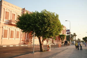 dusk, Egypt, eye level view, street, tree, vegetation