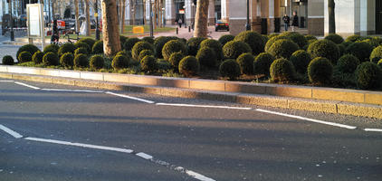 bush, day, England, eye level view, kerb, London, spring, street, sunny, The United Kingdom