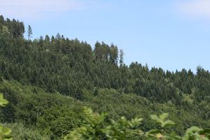 day, elevated, forest, Lausanne, mountain, natural light, summer, sunny, Switzerland, tree, Vaud, vegetation