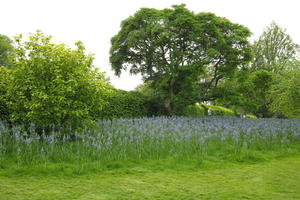 day, England, eye level view, flower, garden, grass, natural light, park, The United Kingdom, Woking