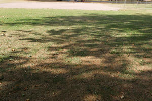 day, direct sunlight, England, eye level view, grass, London, park, shady, summer, sunny, The United Kingdom