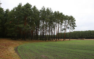 day, eye level view, field, forest, overcast, Poland, tree, vegetation, Wielkopolskie, winter, Wolsztyn