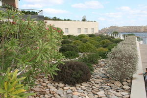 autumn, bush, day, diffuse, diffused light, eye level view, flowered bush, garden, Malta, natural light, shrub