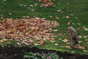 afternoon, autumn, Battersea park, day, dog, England, eye level view, grass, leaf, London, The United Kingdom