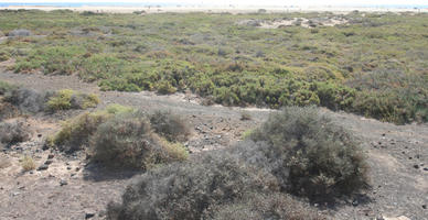 autumn, Canarias, day, eye level view, Las Palmas, shrubbery, shrubland, Spain, sunny