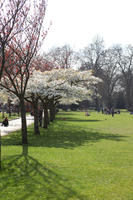 blooming, blossom, day, deciduous, England, eye level view, grass, London, park, spring, sunny, The United Kingdom, tree