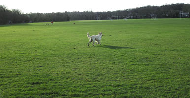 cloudy, day, dog, England, eye level view, football pitch, grass, London, sunny, The United Kingdom, winter