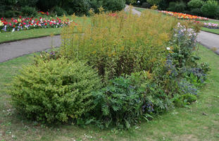 bush, day, diffuse, diffused light, England, eye level view, garden, overcast, Peterborough, shrub, shrubbery, summer, The United Kingdom